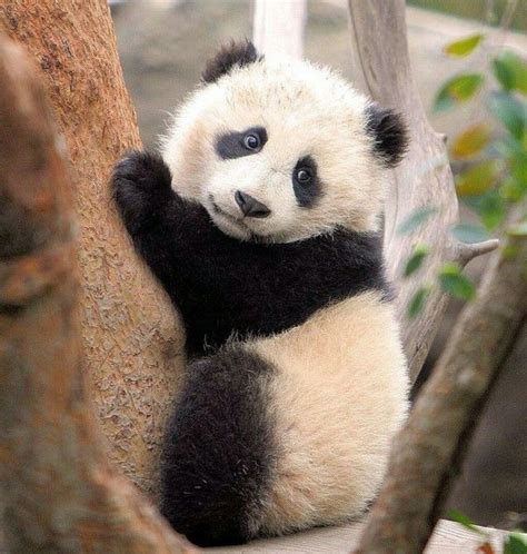 Little Panda Bodog