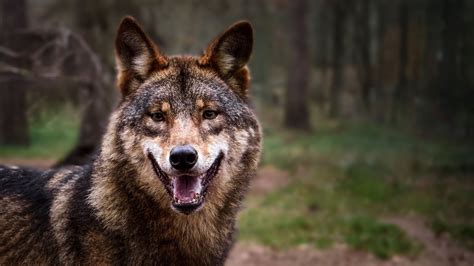 Lobo Selvagem Maquinas De Fenda