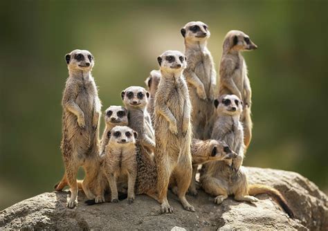 Meerkats Family Bodog