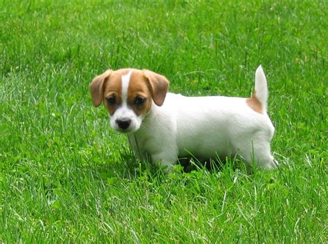 Miniatura De Black Jack Russell Filhotes