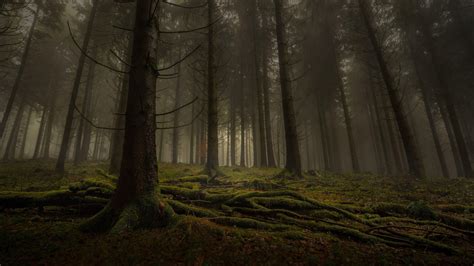 Misty Forest Betfair