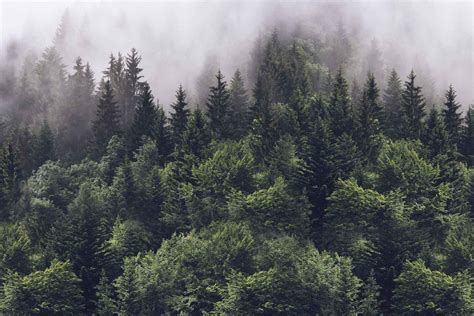 Misty Forest Parimatch