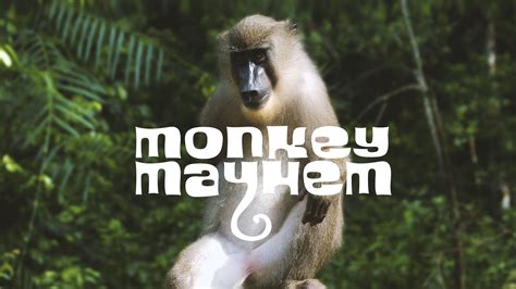 Monkey Mayhem Betano