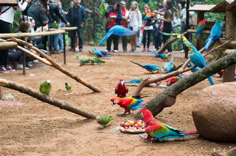 Monte Casino Parque Das Aves Mostra