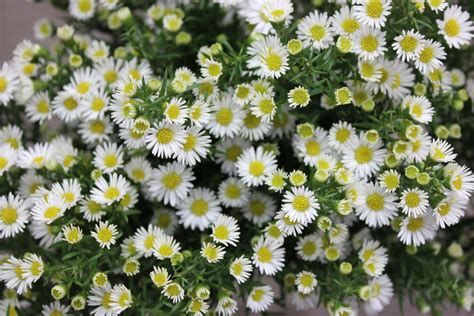 Monte Cassino De Flores