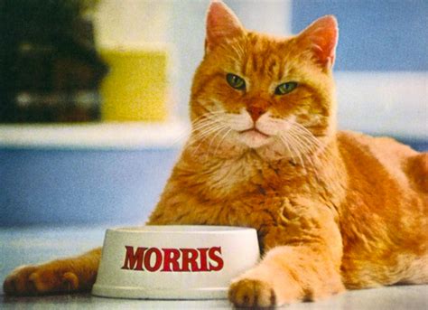 Morris O Casino Gato