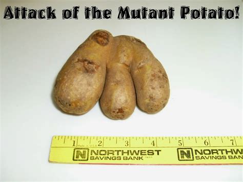 Mutant Potatoes Betsul