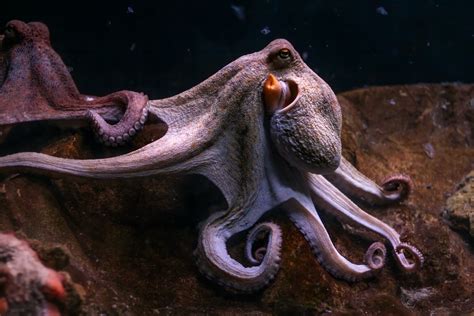 Octopus Life 1xbet