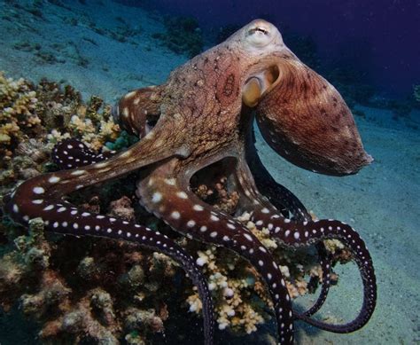 Octopus Life Bwin
