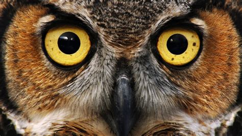 Owl Eyes Betfair