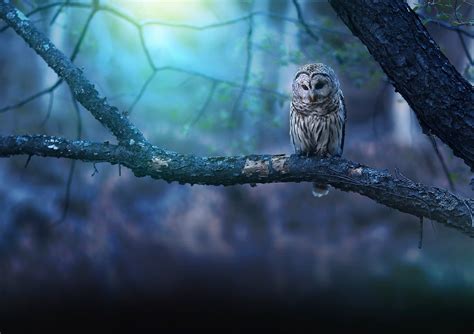 Owl In Forest Betway