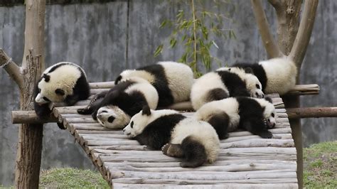 Panda Family Betsson