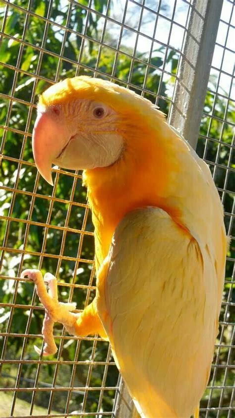 Parrots Gold Betsul