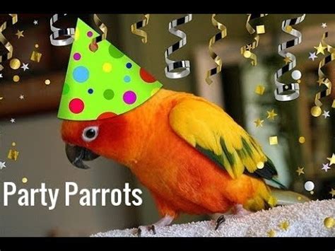 Party Parrot Leovegas