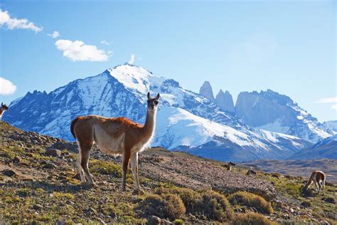 Patagonia Wild Betano