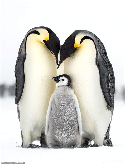 Penguin Family Bet365