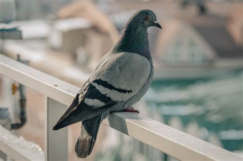 Pigeons From Space Betway