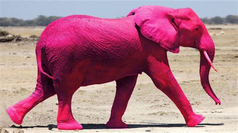 Pink Elephants Novibet
