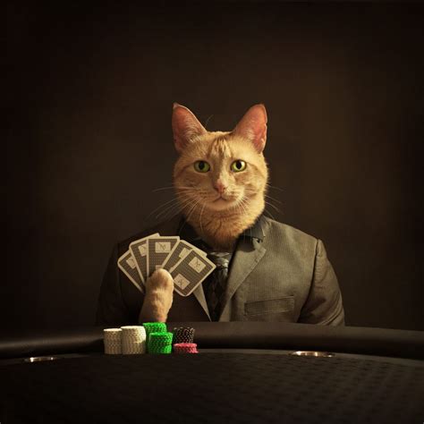 Poker Gato