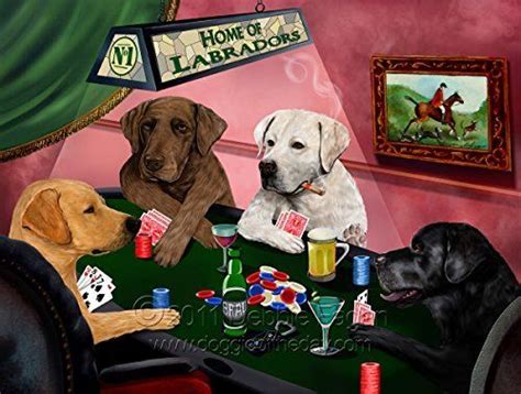 Poker Labrador