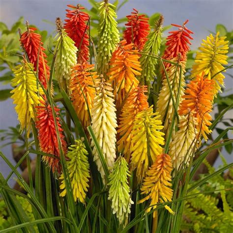 Poker Planta Flamenco Kniphofia