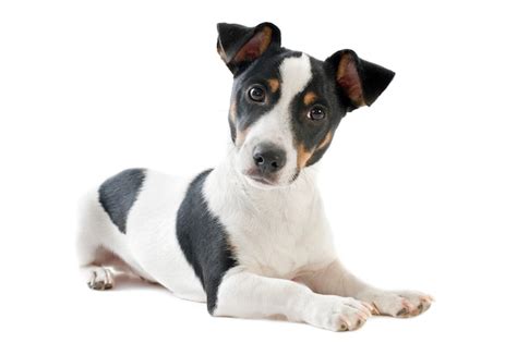 Preto E Branco Jack Russell Terrier Filhotes