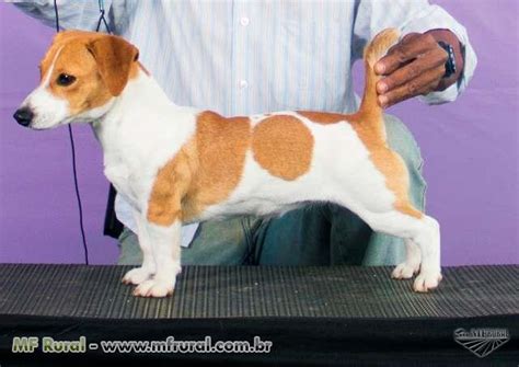 Preto E Tan Jack Russell Filhotes Para A Venda Escocia