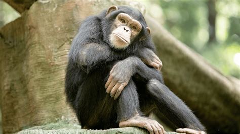 Primate King Brabet