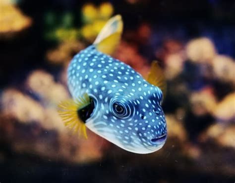 Puffer Swimming Bodog