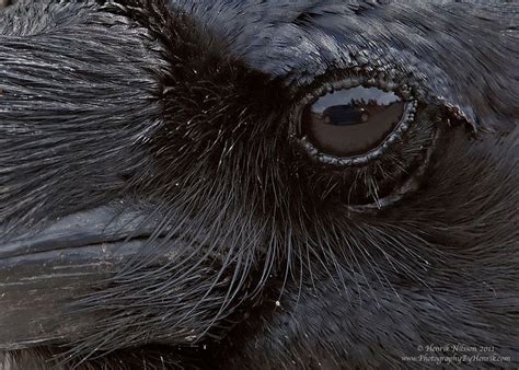 Ravens Eye Bwin
