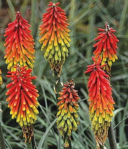 Red Hot Poker Bulbos De Flores