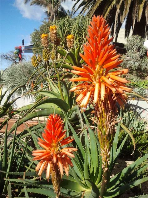 Red Hot Poker De Ervas Daninhas