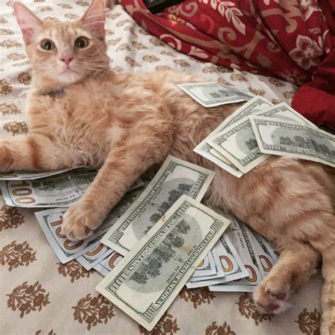 Rich Kittens Betano