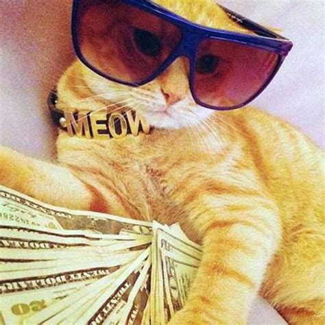 Rich Kittens Parimatch