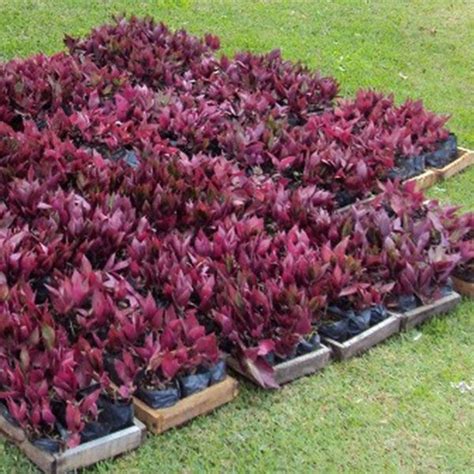 Roxo Poker Plantas