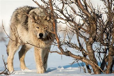 Russian Wolf Netbet
