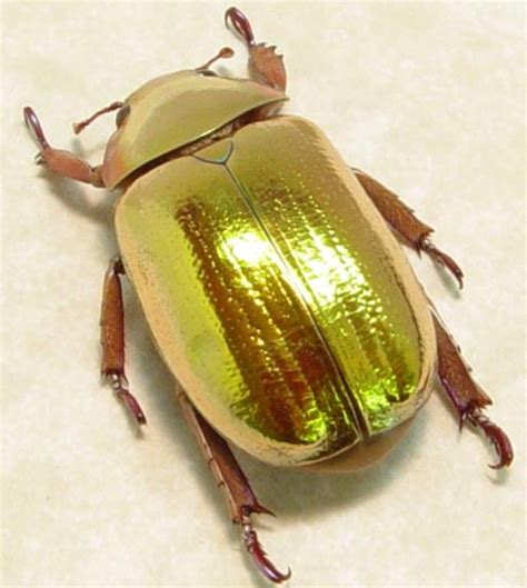 Scarab Gold Bodog