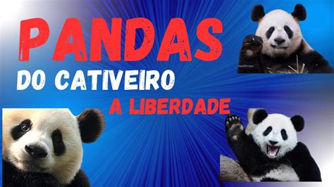 Selvagem Panda Maquina De Fenda De Software