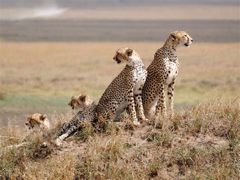 Serengeti Wilds Blaze