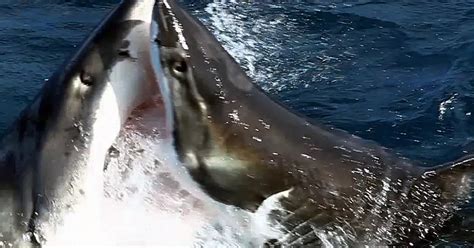 Shark Fight Betfair