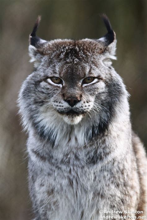 Siberian Lynx Review 2024