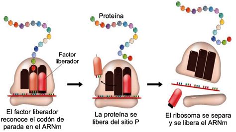 Slot De Proteinas