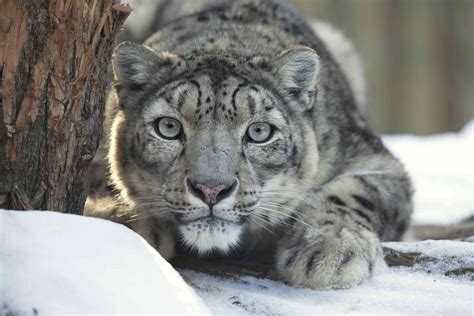 Snow Leopard Betano