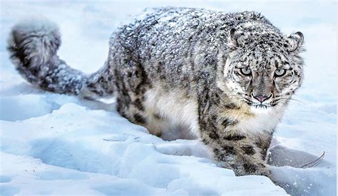 Snow Leopard Review 2024