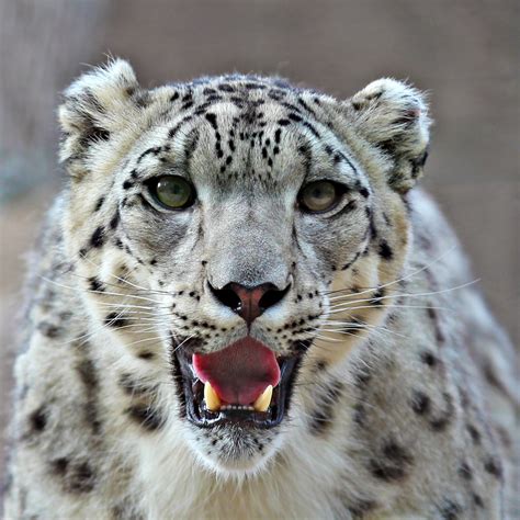 Snow Leopards Betsul