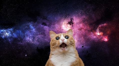 Space Cat Netbet