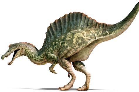 Spinosaurus Brabet