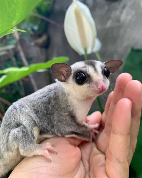 Sugar Glider Bwin