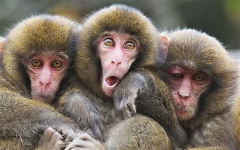Three Monkeys Betano