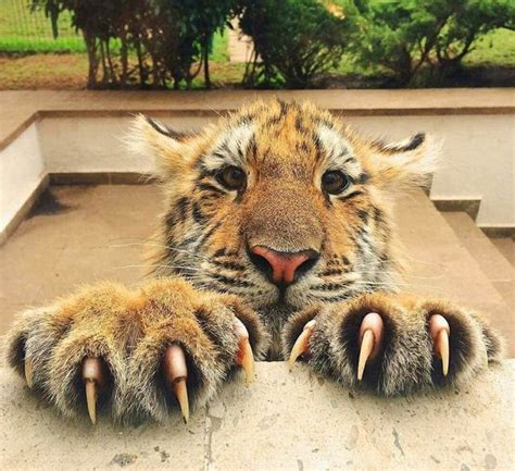 Tiger Claws Bodog
